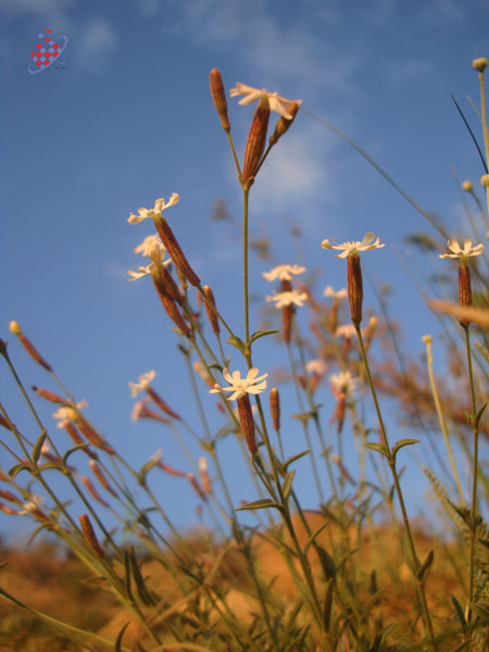 یک گل از عینالی